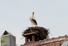 Weißstorch (20 von 20).jpg